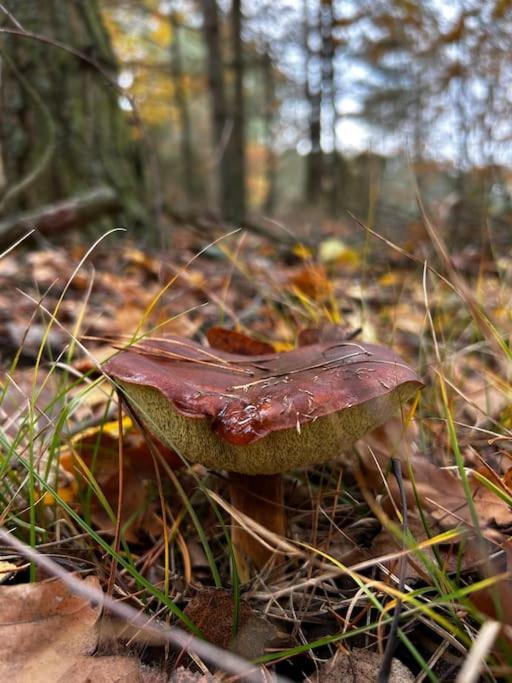 Dom Male Mazury Villa Drozdowo Екстериор снимка